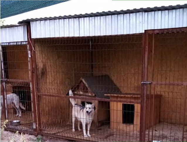 Krovelson построит вольеры для собак в приюте «Я живой»