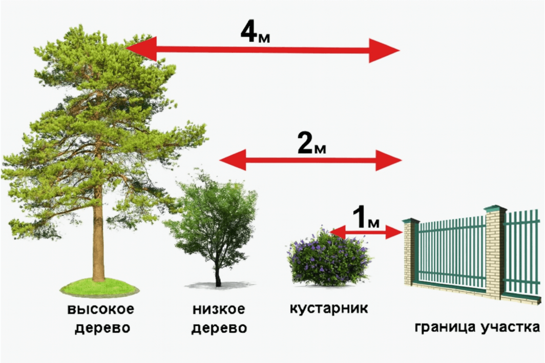 Схема расстояния для посадки деревьев